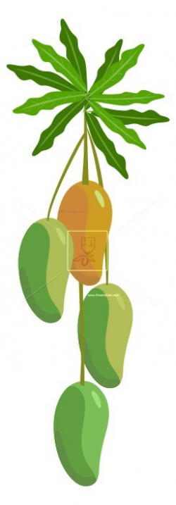 Bunch Of Mangoes | Free vectors, illustrations, graphics ...