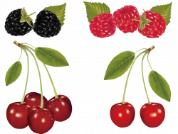 Cherry Fruit Clip art - Cherry and Mulberry 2419*1829 transprent Png ...