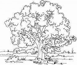 Trees Colouring Pages #21023