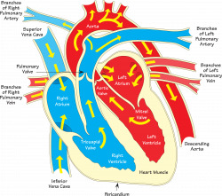 Heart Diagram Vein Clip art - human heart 2400*2122 transprent Png ...