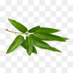 2019 的 Mango Green Leaves, Mango Clipart, Leaf, Plant PNG ...