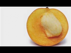 How to Plant a Mango Seed | Garden Guides