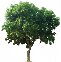 Tree PNG Images - Free Icons and PNG Backgrounds