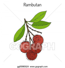 Vector Art - Rambutan nephelium lappaceum, tropical fruit ...