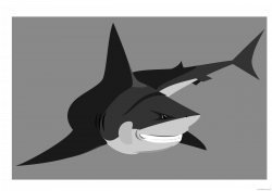 Friendly Shark Animal free black white clipart images clipartblack ...
