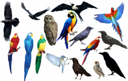 bird bird bird PNG format by Chimonk on DeviantArt