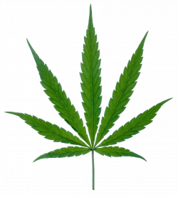 Cannabis Leaf Png Marijuana