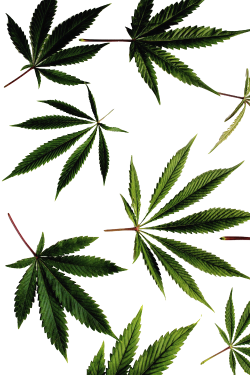 Weed Tumblr | Clipart Panda - Free Clipart Images