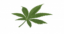 Marijuana Leaf Cannabis Hd Png