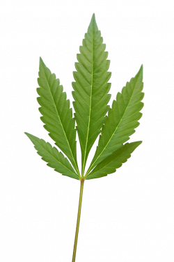 Marijuana Weed Png Image