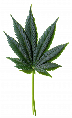 Marijuana Leaf Image Free To Use Creative Commons | Marijuana Blog ...