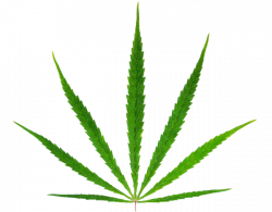 Green Marijuana Png