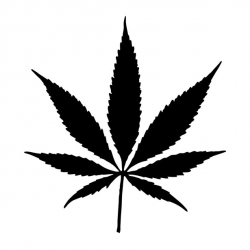 Cannabis Plant Leaf Free Stock Photo - Public Domain Pictures