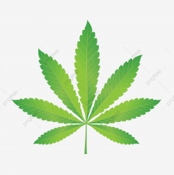 Green Marijuana, Nature, Green, Cannabis PNG and Vector with ...