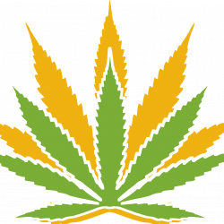Overview of Medical Marijuana – Nature Med