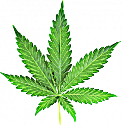Cannabis Marijuana Leaf Clipart Png Clipart Images Black and ...