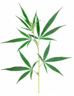 Weed Png | Free download best Weed Png on ClipArtMag.com