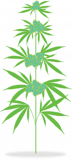 How is Marijuana Medicine? - Meadow