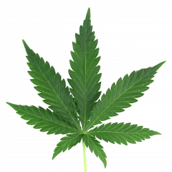 Marijuana Leaf Png Real