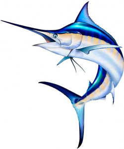 Marlin clipart | Blue marlin, Photoshop and Fish