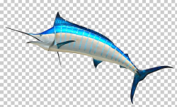 Atlantic Blue Marlin PNG, Clipart, Atlantic Blue Marlin ...