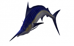 Sailfish Atlantic blue marlin Clip art - swordfish 1024*639 ...