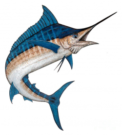 Download blue marlin drawing clipart Atlantic blue marlin ...
