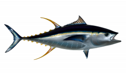 Tuna Fish PNG Image - PurePNG | Free transparent CC0 PNG Image Library