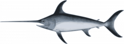 Clipart - swordfish