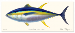 Yellowfin Tuna Drawing at GetDrawings.com | Free for personal use ...
