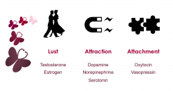 What Is The Role Of Oxytocin In Men? | Betterhelp