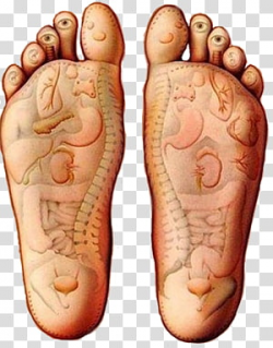 Therapeutic Reflexology: A Step-by-step Guide to ...