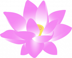 Free Image on Pixabay - Flower, Water Lily, Lily, Lotus | Lily lily ...