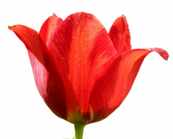 Tulip PNG Image - PurePNG | Free transparent CC0 PNG Image Library