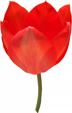 Tulip PNG images free download