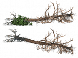 Fallen Trees 02 PNG Stock by Roy3D on DeviantArt