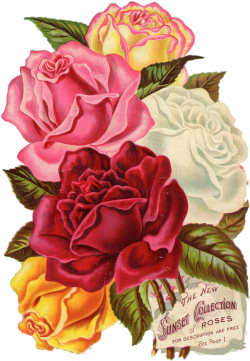 Free Image on Pixabay - Red, Rose, Vintage, Botanical | Pinterest ...