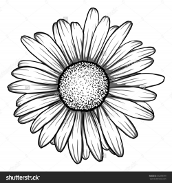 Beautiful Monochrome, Black And White Daisy Flower Isolated ...