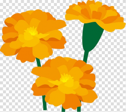 Marigold Flower Art , marigold transparent background PNG ...