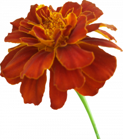 Free Marigold Cliparts, Download Free Clip Art, Free Clip Art on ...