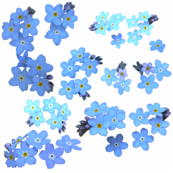 Forget Me Not PNG Clipart | PNG Mart