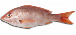 fish meat png - Free PNG Images | TOPpng