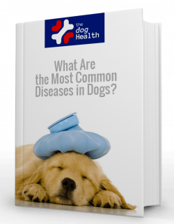 What Are the Most Common Diseases in Dogs? | TheDogHealth.com