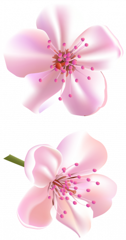 Spring Pink Tree Flowers PNG Clipart | ✪ Clipart ✪ | Pinterest ...
