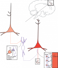 Shown here is a cortical pyramidal neuron communicating via ...