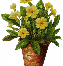 The Flower Pot flowers pot free download clip art free clip art on ...