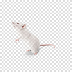 White laboratory mouse, Laboratory rat Mouse Cat Whiskers ...
