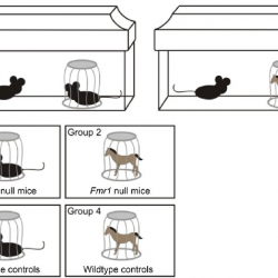Experimental conditions and groups. a Mice were placed in a ...