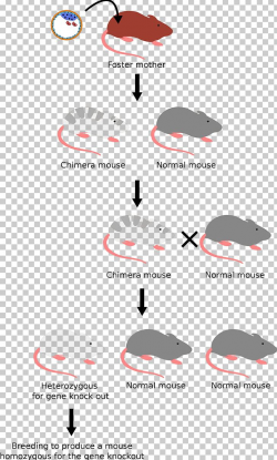 Molecular Cell Biology Knockout Mouse House Mouse Gene ...
