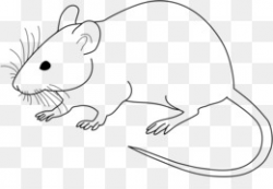 Laboratory Mouse PNG and Laboratory Mouse Transparent ...